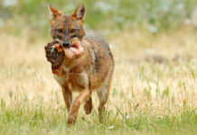 Începe vânătoarea de șacali din Delta Dunării. Animalele atacă gospodăriile, dar și fauna sălbatică