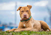 Un pitbull și-a atacat stăpâna, o femeie în vârstă de 71 de ani