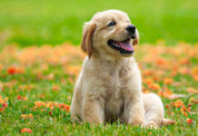 Un gălățean a fost condamnat la un an de închisoare cu executare pentru uciderea unui câine. Sentința e definitivă