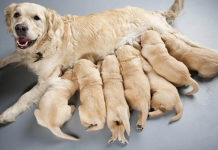 O femeie din Galați a fost amendată cu 3.000 de lei pentru că nu a avut grijă de o cățelușă cu nouă pui