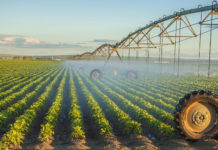 Culturile de porumb, floarea soarelui şi soia au fost grav afectate de secetă în acest an. Județul Galați nu se mai poate iriga din cauza debitului scăzut al Dunării