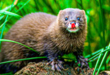 Proiect cu fonduri europene: Nurca, una dintre cele mai rare şi periclitate specii de mamifere din Europa, va avea insule artificiale construite special pentru ea în Delta Dunării