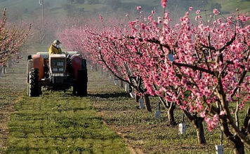Cum va fi următoarea săptămână pentru agricultură? Specialiștii anunță secetă în Dobrogea, pe suprafeţe extinse din Moldova şi în unele zone din Muntenia şi Banat